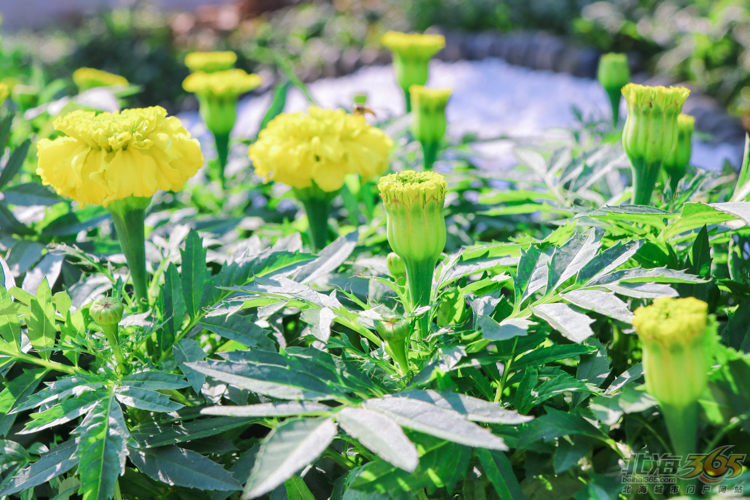北海木质豪宅,北海中式豪宅