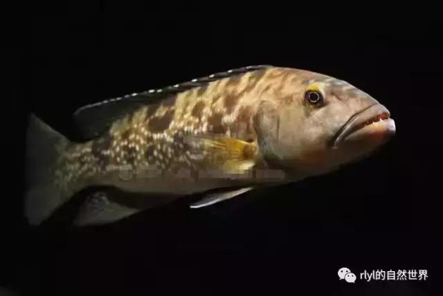 「鱼标本戏说非洲慈鲷」第二章:威严庄重的坦湖酋长——大型炮弹