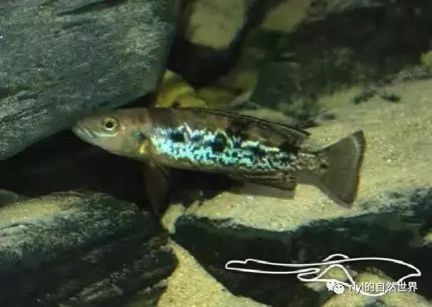 「鱼标本戏说非洲慈鲷」第二章:威严庄重的坦湖酋长——大型炮弹