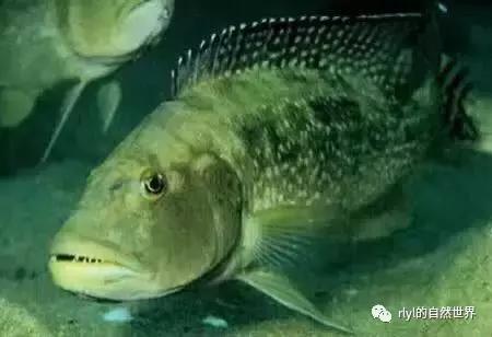 「鱼标本戏说非洲慈鲷」第二章:威严庄重的坦湖酋长——大型炮弹