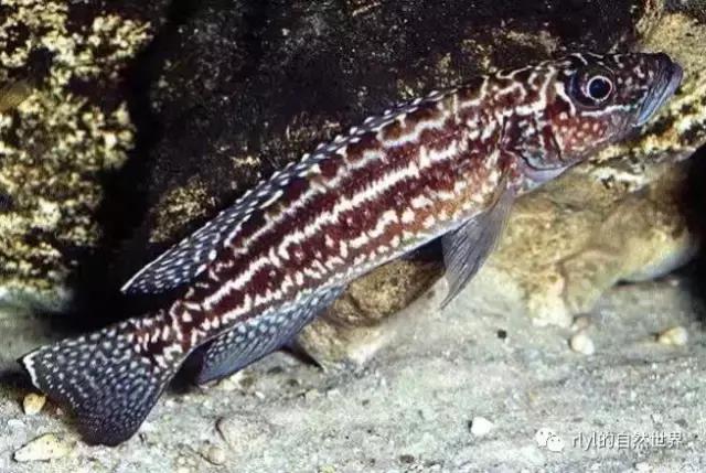 「鱼标本戏说非洲慈鲷」第二章:威严庄重的坦湖酋长——大型炮弹