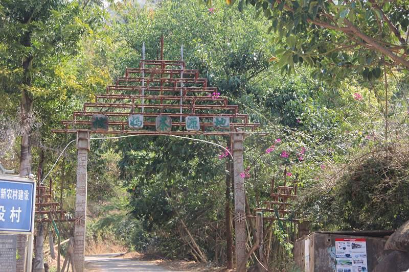 茶友聊茶12期：拔玛古茶，果香型不淡不酽的甘甜—南糯山最好的茶