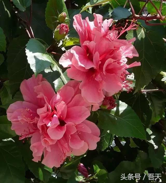 常见花卉盆栽图片大全及花名,常见园林花卉图片及名称简介