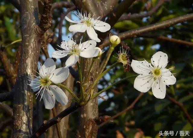 常见花卉盆栽图片大全及花名,常见园林花卉图片及名称简介