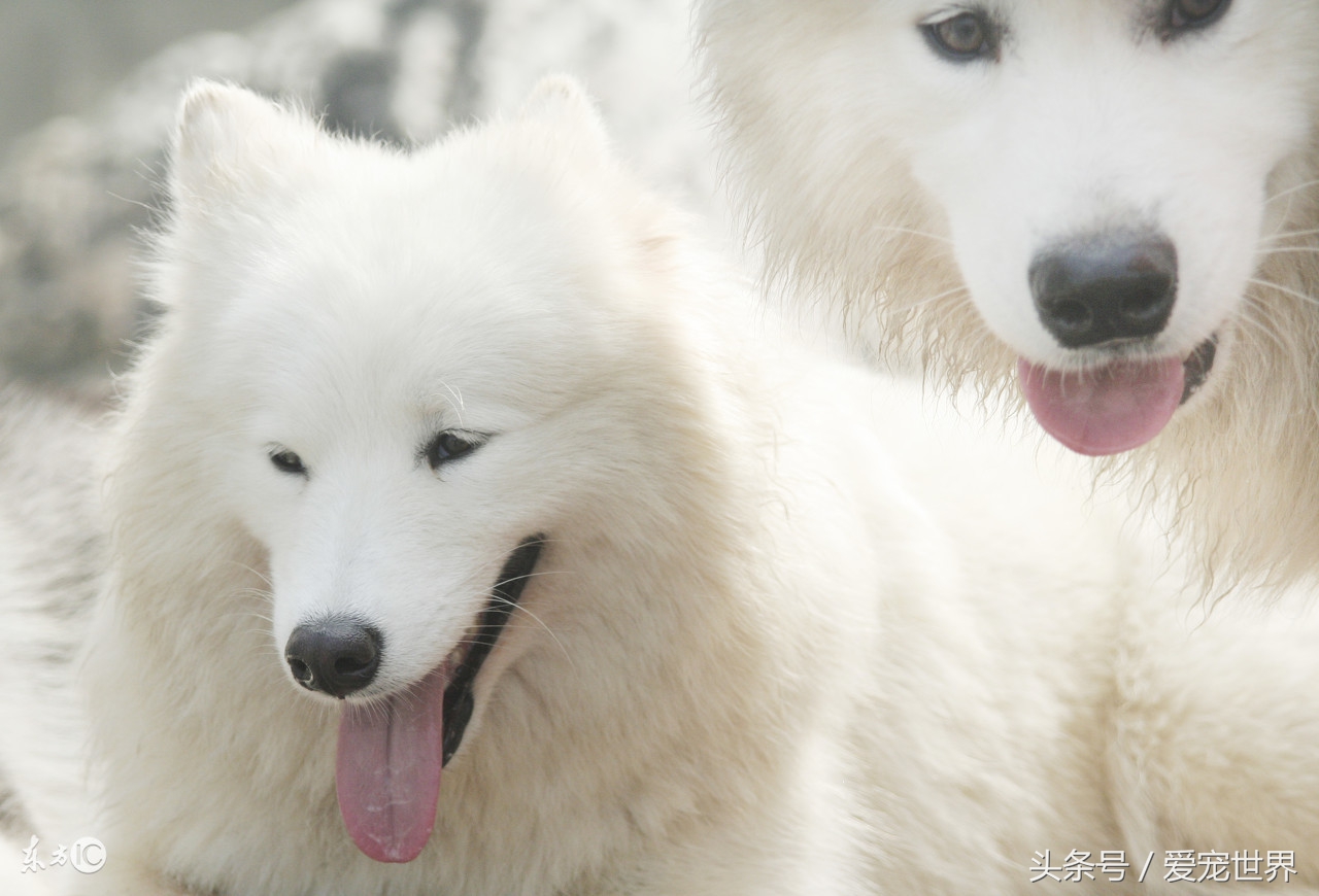 萨摩耶犬性格,萨摩耶长大后性格会温顺吗