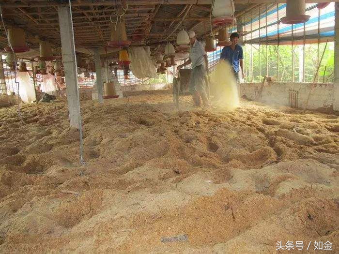 发酵床死床了怎么恢复？需要重新制作吗？