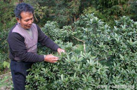 正确的清园手法,清园小妙招大全