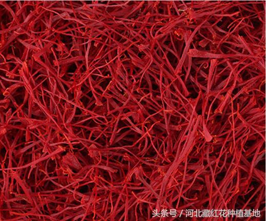 藏红花种球哪里购买,买藏红花要关注什么