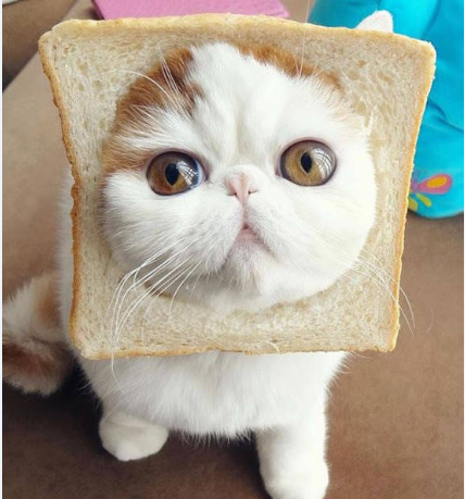 六件会惹毛猫咪的事情，你们做过吗？