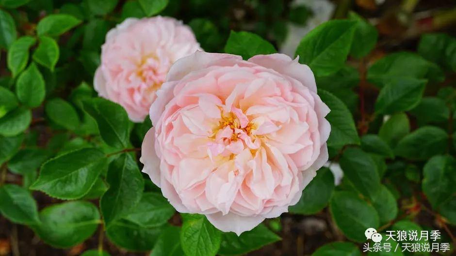 月季都有什么好品种,月季有什么好的品种