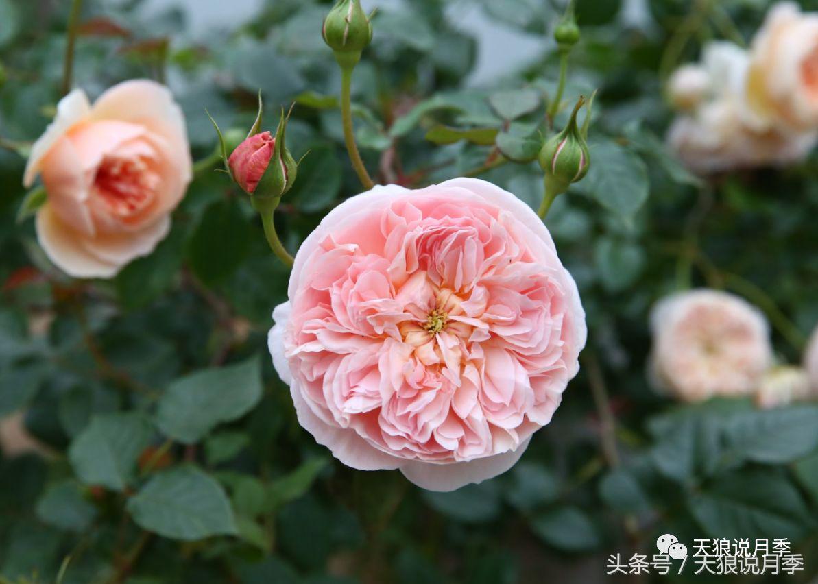 月季都有什么好品种,月季有什么好的品种