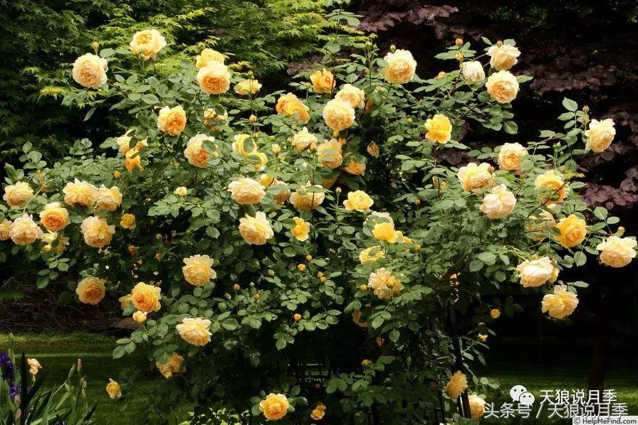 月季都有什么好品种,月季有什么好的品种