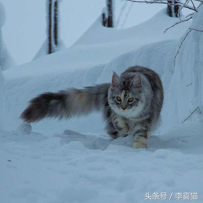 猫的外表特征,公的缅因猫有多帅