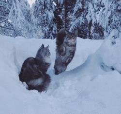 猫的外表特征,公的缅因猫有多帅