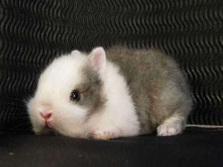 你适合养什么宠物小测试,你知道你自己最合适养什么宠物吗