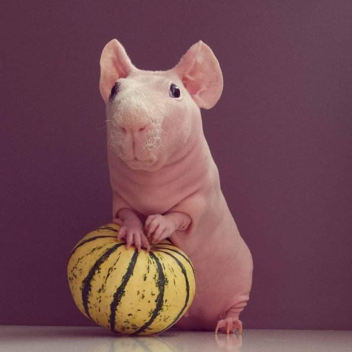 你适合养什么宠物小测试,你知道你自己最合适养什么宠物吗