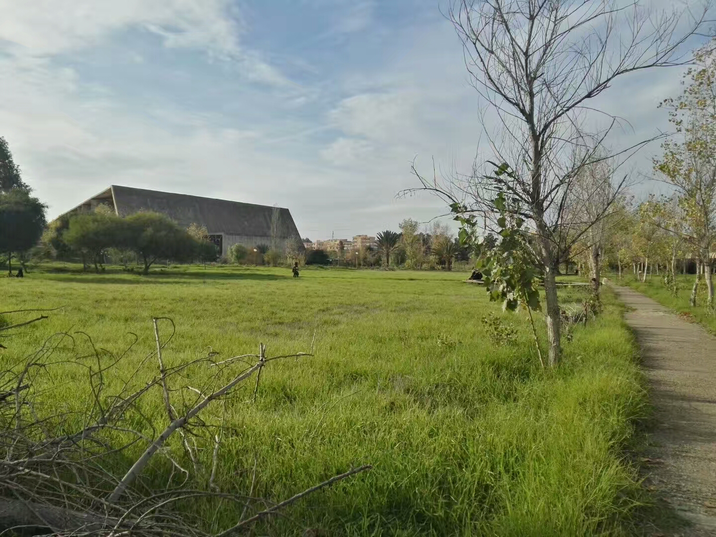 美女翻译跑非洲阿尔及利亚创业，分享阿国注册公司流程与政策扶持