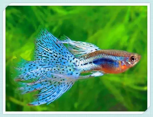 全红孔雀鱼饲养难度,用收纳箱饲养孔雀鱼