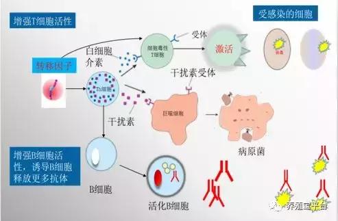 养鸡需要打哪些疫苗,养鸡神药到底是什么
