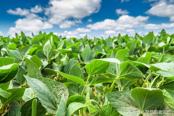 最好的大豆卵磷脂,大豆卵磷脂成分表
