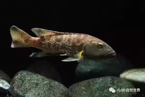 「鱼标本戏说非洲慈鲷」第二章:威严庄重的坦湖酋长——大型炮弹