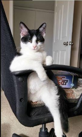 “不反击喵星人的狗不是一只好汪”，来让我们一起为这些勇士鼓掌