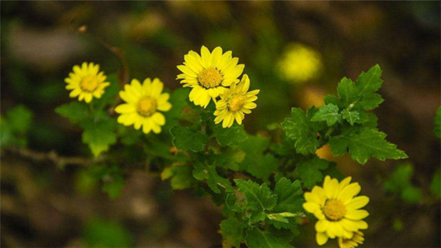 野菊花栓治疗前列腺炎多久见效,野菊花栓对细菌性前列腺炎有用吗