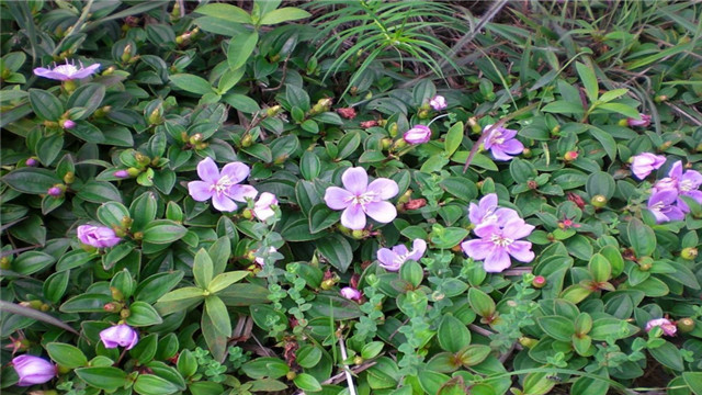 盆腔炎单方宫炎平可治愈吗,宫炎平片治盆腔炎吗