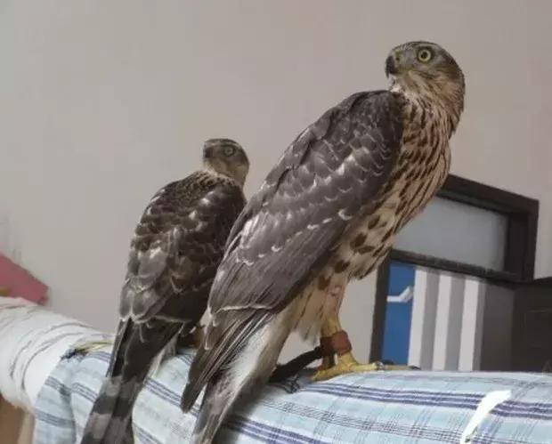 农村大爷养两只红腹锦鸡,农村大爷养五只羊