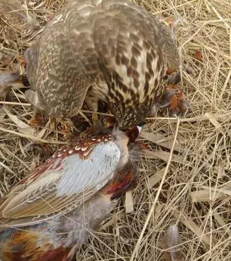 农村大爷养两只红腹锦鸡,农村大爷养五只羊