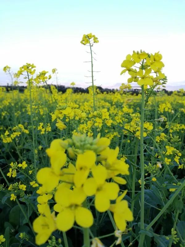 蒙自尼苏小镇油菜花,蒙自油菜花在尼苏小镇哪里