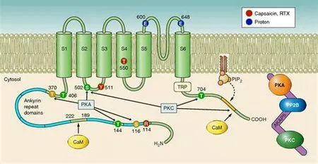 吃辣椒上火了怎样降火最快,吃辣椒为何会上火