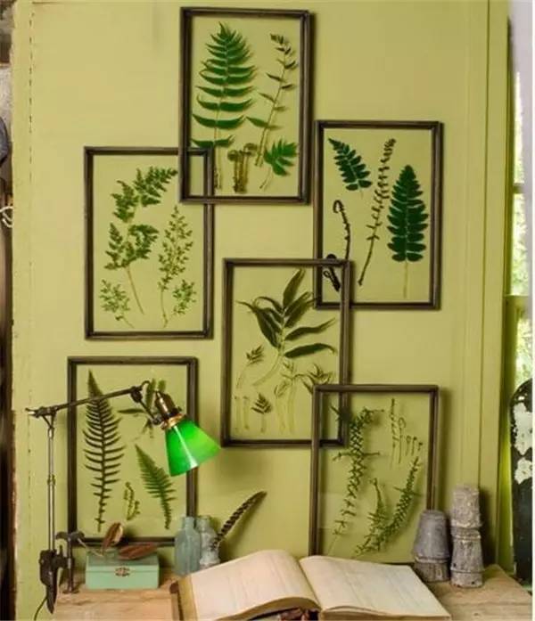 学做家庭植物微景观,做植物标本能学到什么