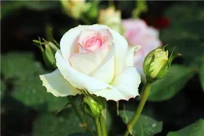 史上最全养花技巧赶紧看起来吧,养花知识大全养花也能很省钱