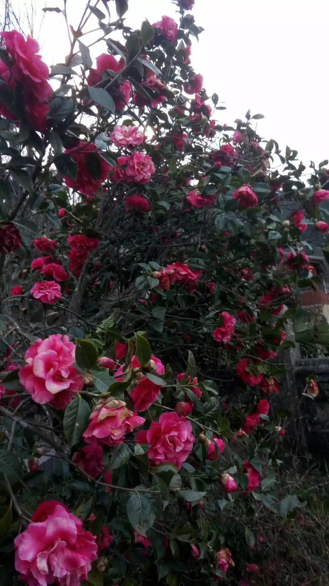 紫溪山茶花观赏时间,云南楚雄紫溪山茶花