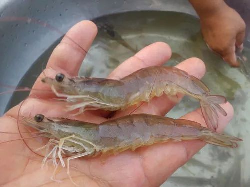 天津地区淡水养殖南美白对虾技术,南美白对虾大棚帆布池养殖技术