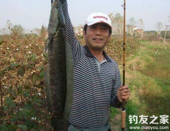 路亚雷强打黑雷蛙,路亚雷强与雷蛙的区别