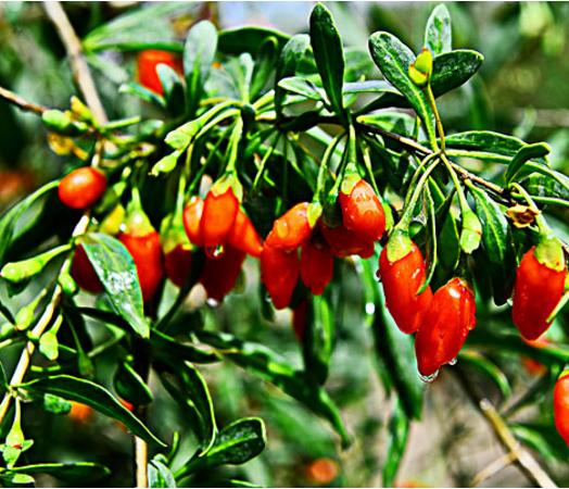 肾虚掉头发吃什么食物,肾虚脱发吃什么食物好