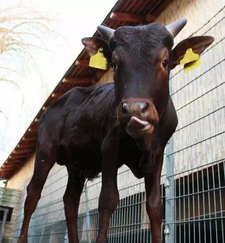 最新黑马引援消息,盘点2022夏窗转会引援