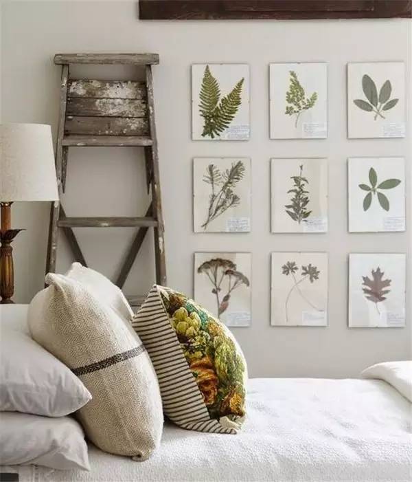 学做家庭植物微景观,做植物标本能学到什么