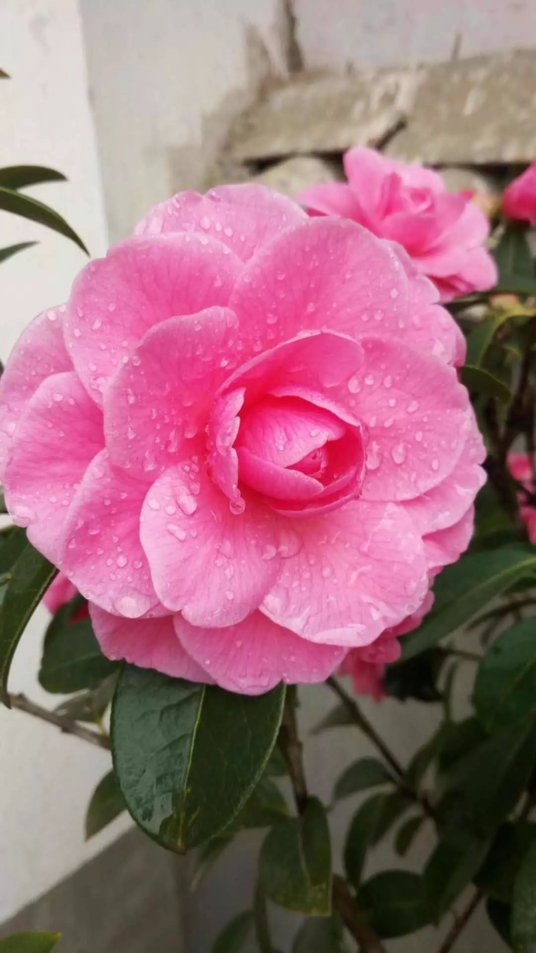 紫溪山茶花观赏时间,云南楚雄紫溪山茶花