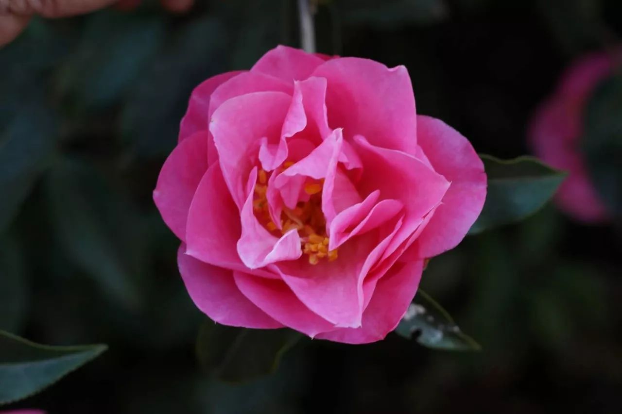 紫溪山茶花观赏时间,云南楚雄紫溪山茶花