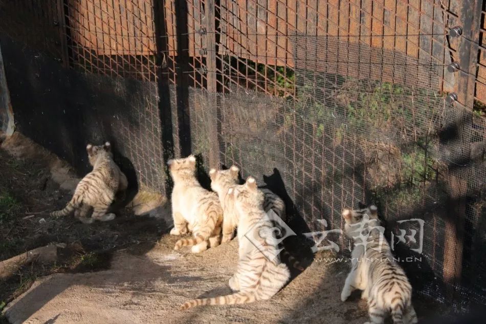熊猫血辅警受伤,辅警捐熊猫血