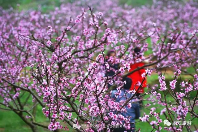 2018涓夋槑鏃呰鏃ュ巻,涓夋槑鏃呮父鏀荤暐鎬荤粨