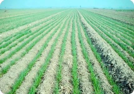 冬小麦为啥不能春播,为什么冬小麦不能春播