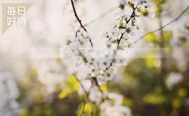 每日好诗丨菩萨蛮：赵州赏梨花遇养蜂人