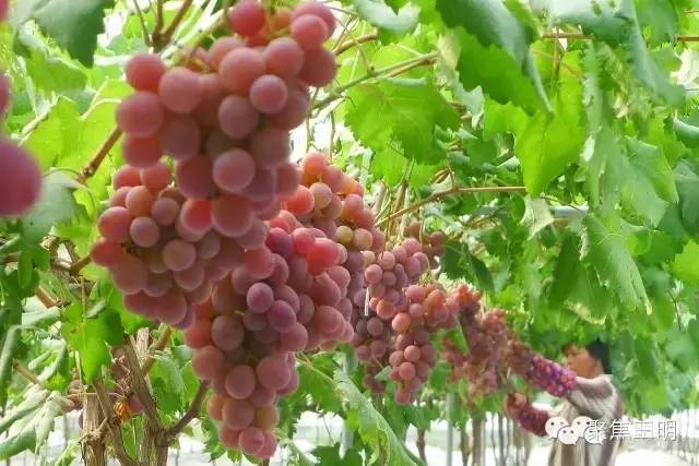 2018涓夋槑鏃呰鏃ュ巻,涓夋槑鏃呮父鏀荤暐鎬荤粨