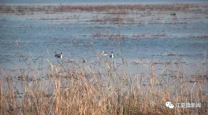 你好，我是江夏！这是我2017年的成绩单，请查收！