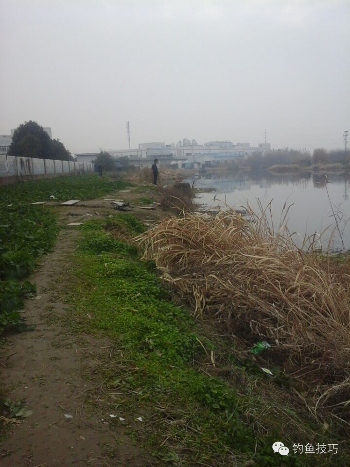 新年第一竿野钓鲫鱼,野钓2-3两鲫鱼要几号钩