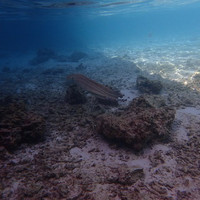 马尔代夫神仙珊瑚岛攻略,马尔代夫神仙珊瑚岛视频